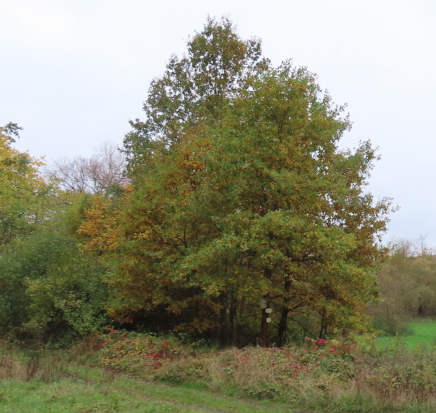 V zeleni skrytá Přírodní památka Stará Úhlava. Zdroj foto: Pavla Košík Jelínková