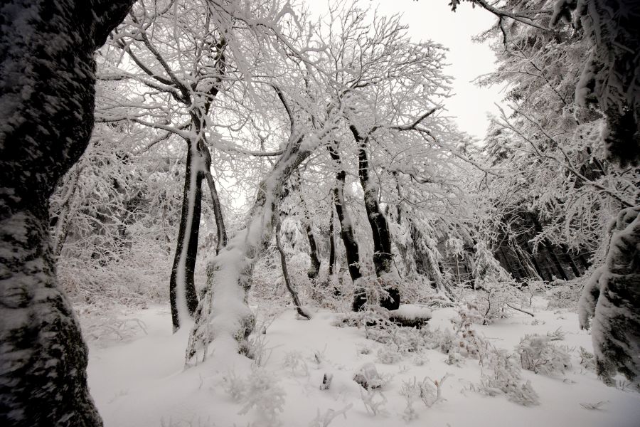 Bukačka. Smíšené bukosmrčiny.