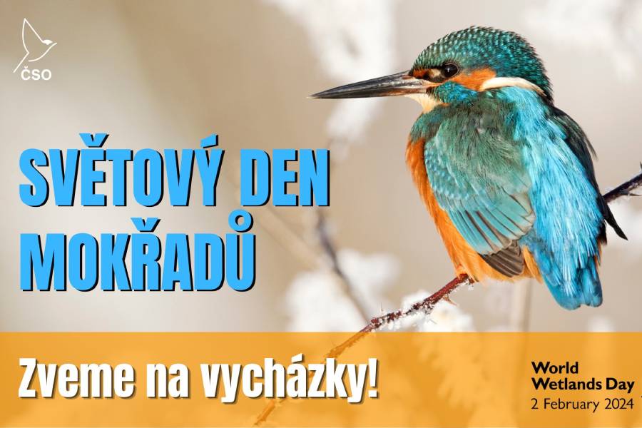Vycházky za vodními ptáky – Světový den mokřadů. Zdroj: Česká společnost ornitologická