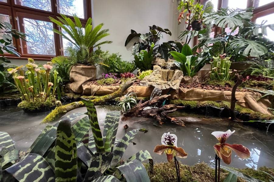 Výstava Orchideje a jejich tropičtí sousedé. Zdroj: Jihočeské muzeum
