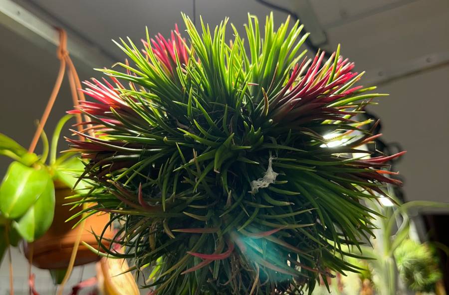 Výstava Orchideje a jejich tropičtí sousedé. Zdroj: Jihočeské muzeum