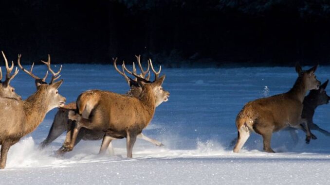 Zimní pozorování jelenů na Kvildě. Foto: Václav Hřebejk. Zdroj: NP Šumava