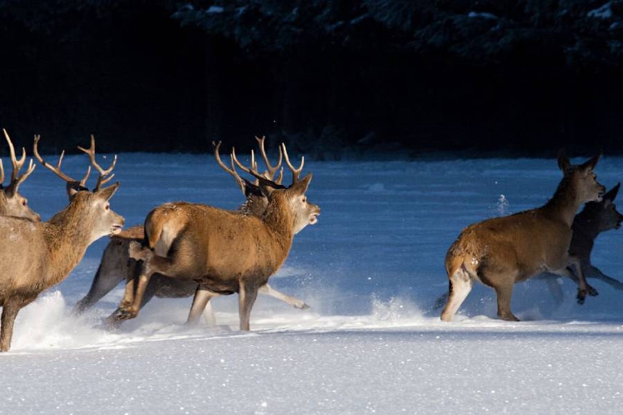 Zimní pozorování jelenů na Kvildě. Foto: Václav Hřebejk. Zdroj: NP Šumava