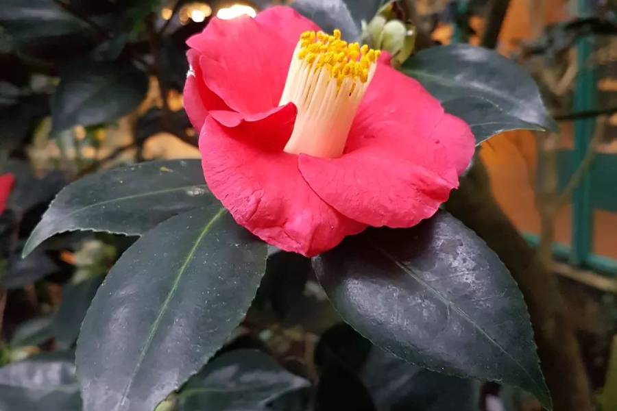 Starý kultivar kamélie. Zdroj: Botanická zahrada Liberec