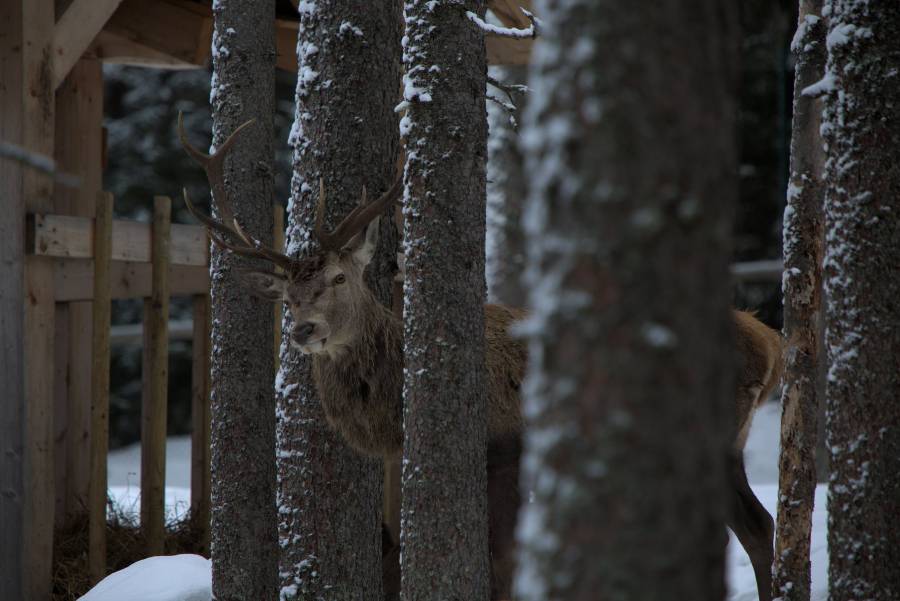 Zimní pozorování jelenů na Kvildě. Zdroj: NP Šumava