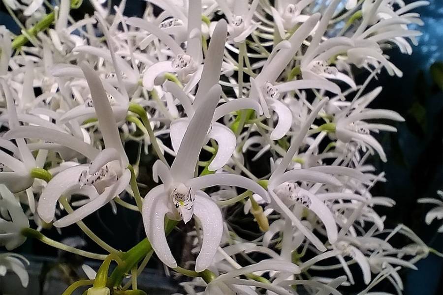 Dendrobium speciosum. Zdroj: Botanická zahrada Liberec