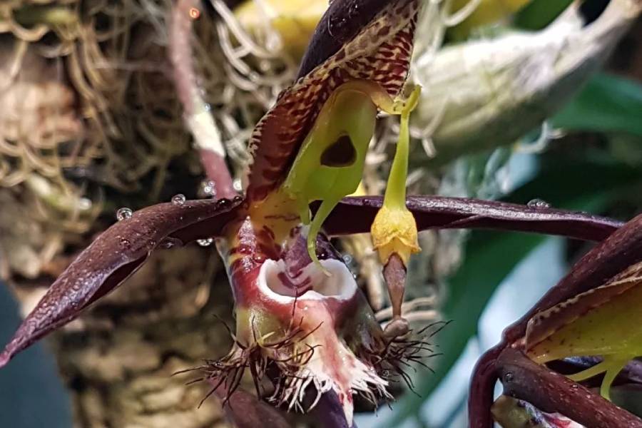 Catasetum saccatum. Zdroj: Botanická zahrada Liberec