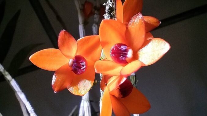 Dendrobium mohanianum. Zdroj: Botanická zahrada Liberec