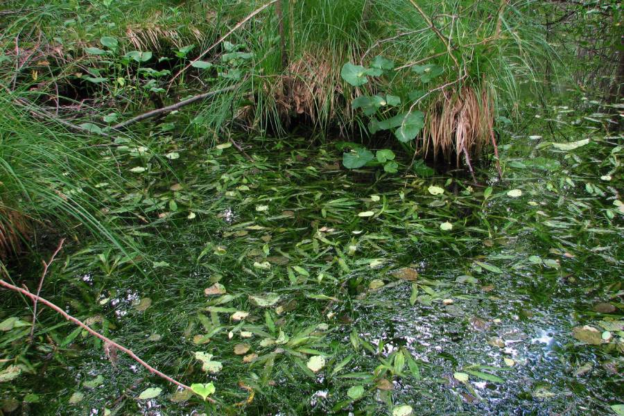 Vycházky za vodními ptáky – Světový den mokřadů. Zdroj: Česká společnost ornitologická