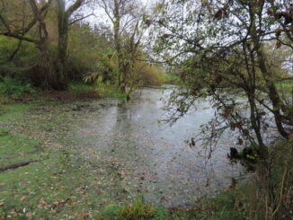 Přírodní památka Stará Úhlava na podzim. Zdroj foto: Pavla Košík Jelínková