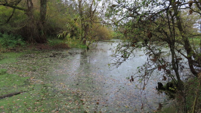 Přírodní památka Stará Úhlava na podzim. Zdroj foto: Pavla Košík Jelínková