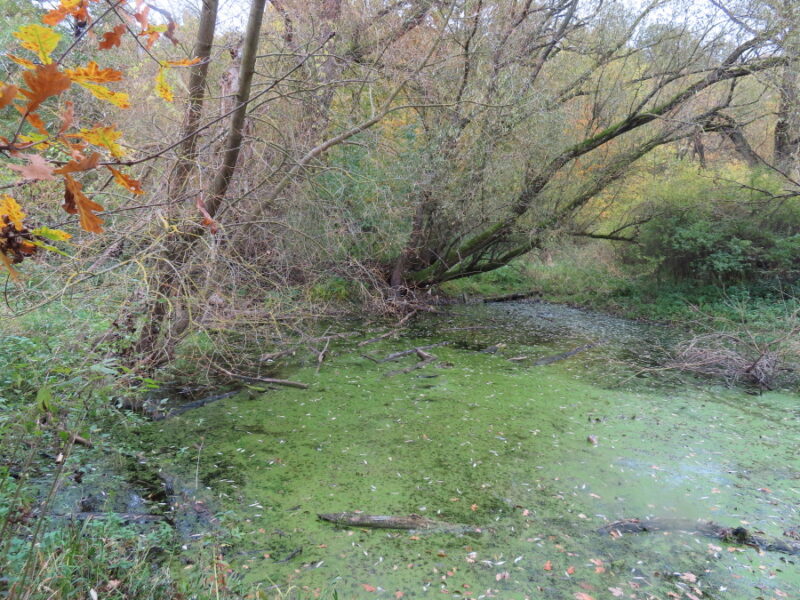 Přírodní památka Stará Úhlava. Zdroj foto: Pavla Košík Jelínková