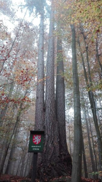 Památný strom Troják.