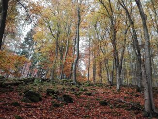 Habrůvecká bučina