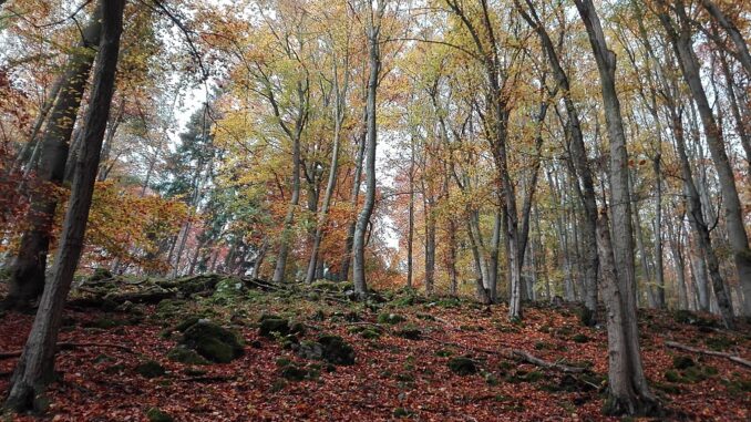 Habrůvecká bučina