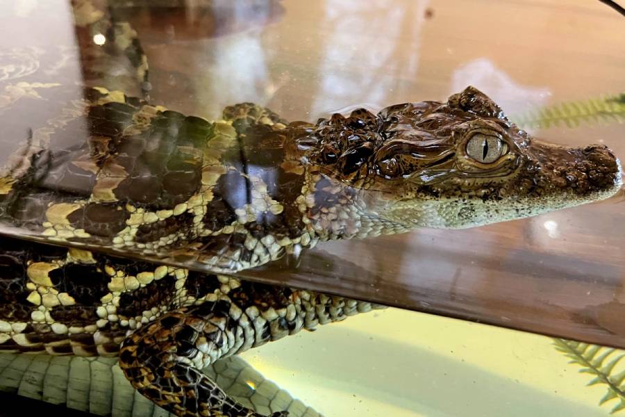 Výstava Orchideje a jejich tropičtí sousedé. Zdroj: Jihočeské muzeum