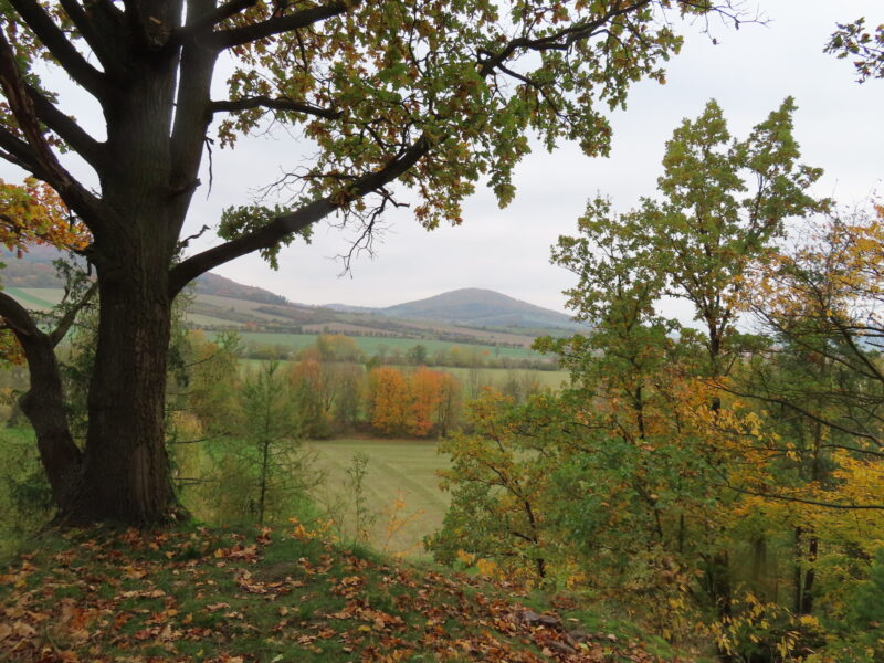 Vyhlídka u dubu, nedaleko hrádku Kokšín. Zdroj foto: Pavla Košík Jelínková