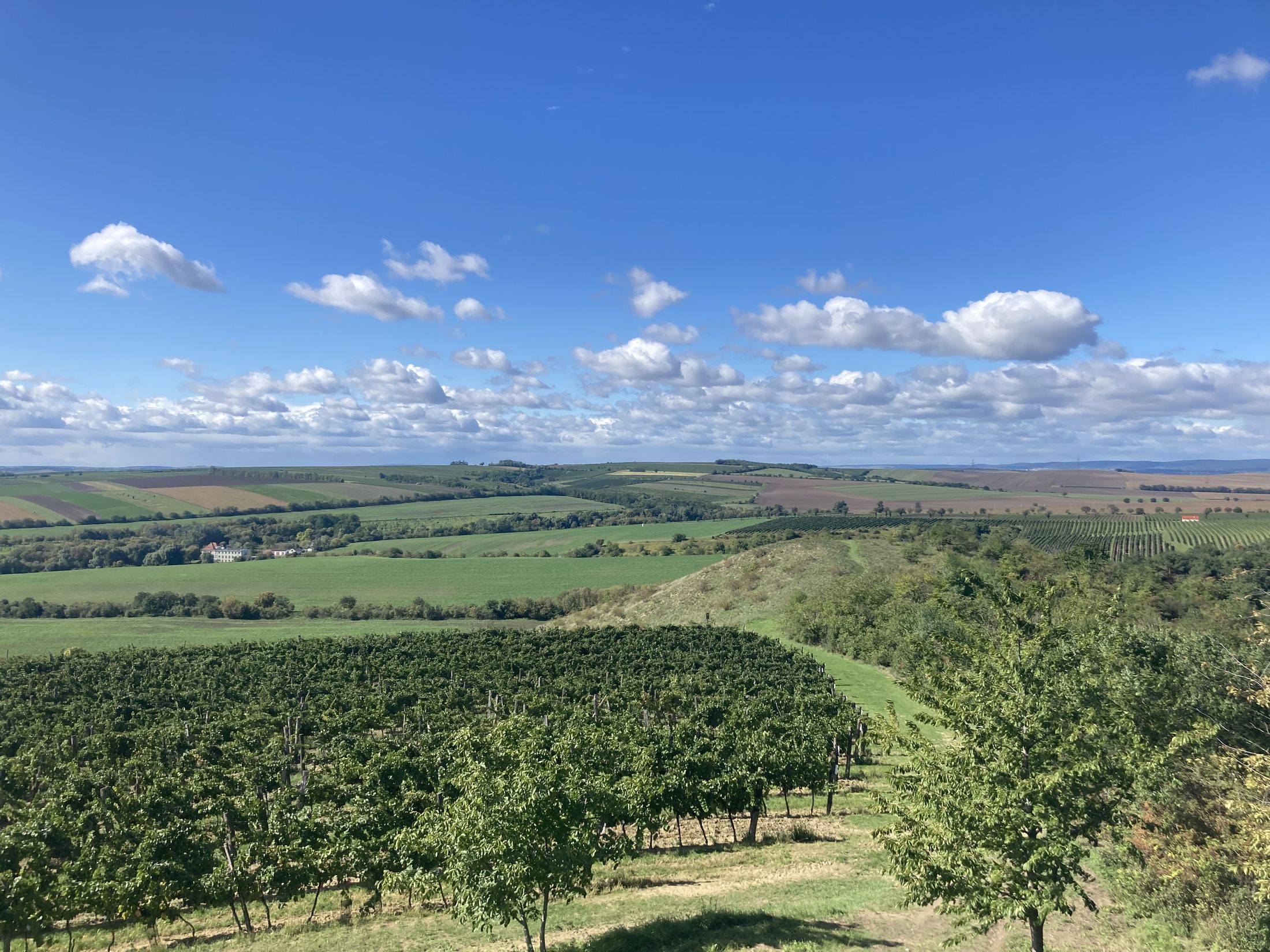 Z hrádku Lampelberg je výhled na vinařskou krajinu. Zdroj: Tomanková Kateřina