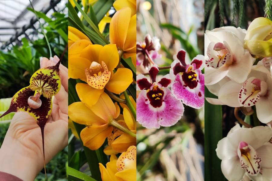 Výstava Orchideje a jejich tropičtí sousedé. Zdroj: Jihočeské muzeum