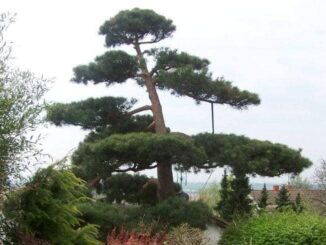 Bonsai centrum Libčany