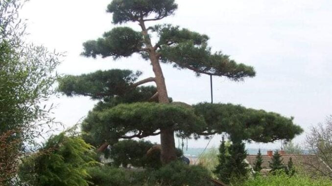 Bonsai centrum Libčany