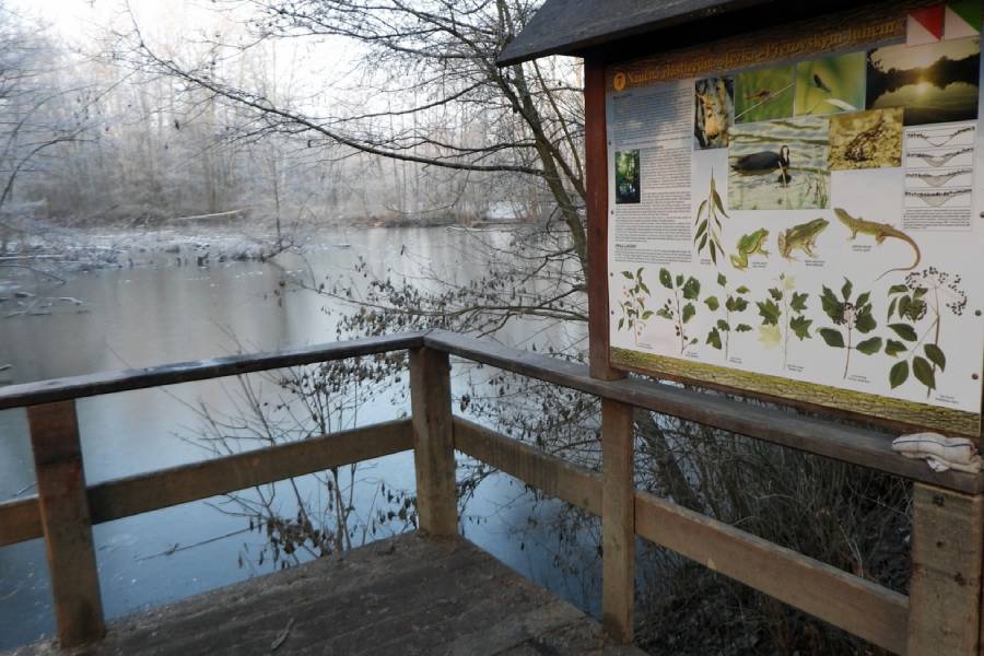 Vycházky za vodními ptáky – Světový den mokřadů. Zdroj: Moravský ornitologický spolek