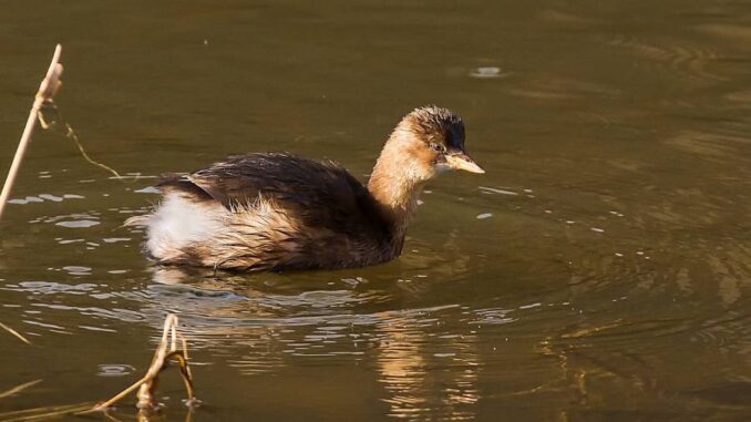 Vycházky za vodními ptáky – Světový den mokřadů. Zdroj: Oblastní muzeum v Lounech