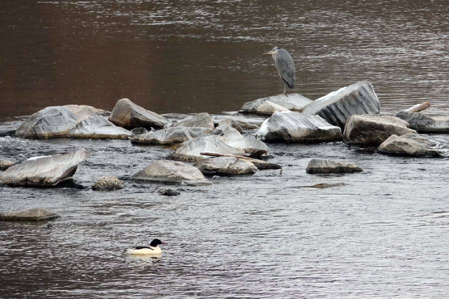 Vycházky za vodními ptáky – Světový den mokřadů. Zdroj: Valašské ekocentrum ČSOP