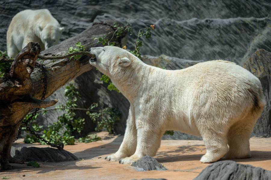 Mezinárodní den ledních medvědů. Zdroj: Zoo Praha
