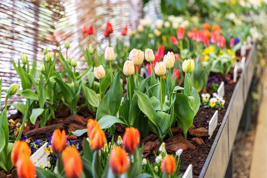 Předjaří – Prchavé existence. Zdroj: Pražský hrad