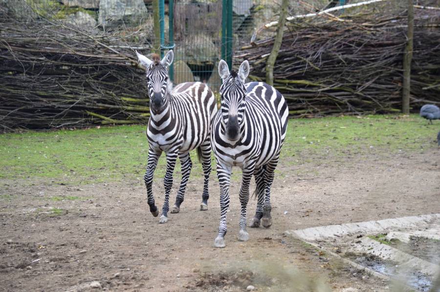 Zoologická a botanická zahrada v Plzni. Zdroj: Zoo Plzeň