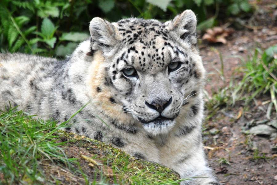 Zoologická a botanická zahrada v Plzni. Zdroj: Zoo Plzeň