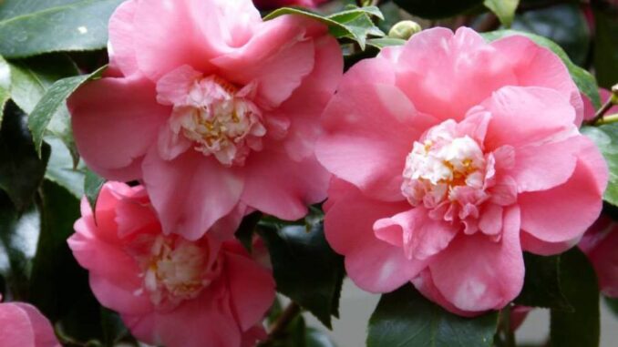 Valentýnská kamélie na Státním zámku Lysice. Zdroj: Národní památkový ústav