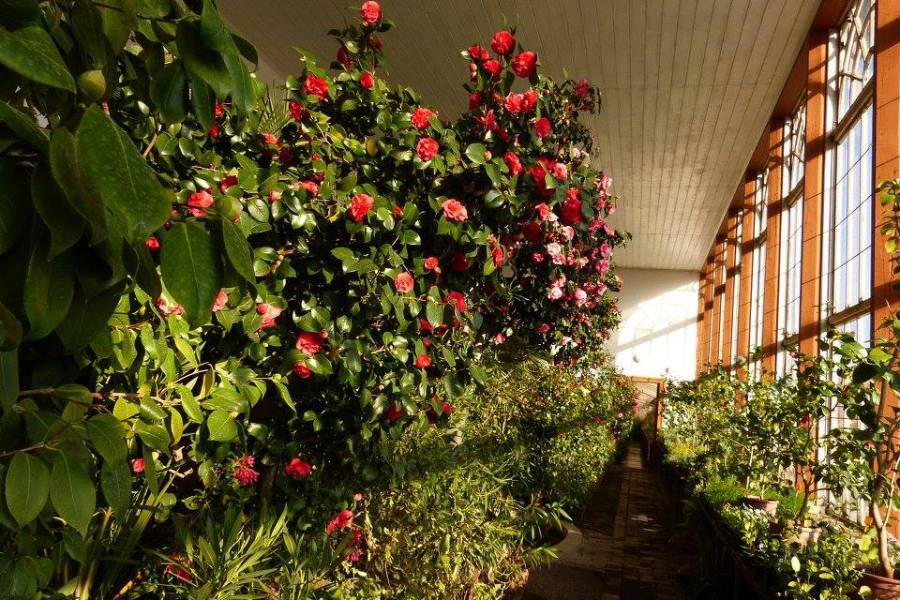 Valentýnská kamélie na Státním zámku Lysice. Zdroj: Národní památkový ústav