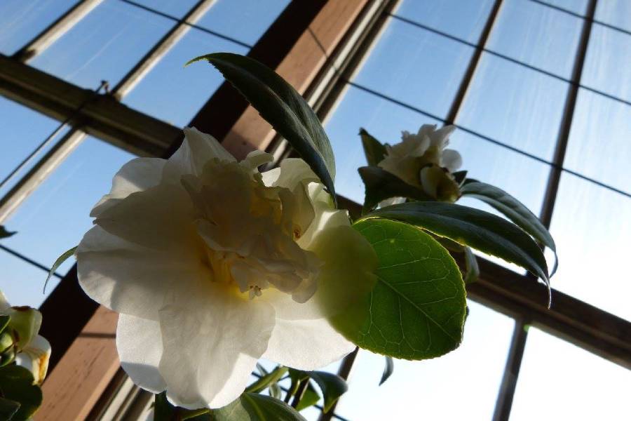 Valentýnská kamélie na Státním zámku Lysice. Zdroj: Národní památkový ústav