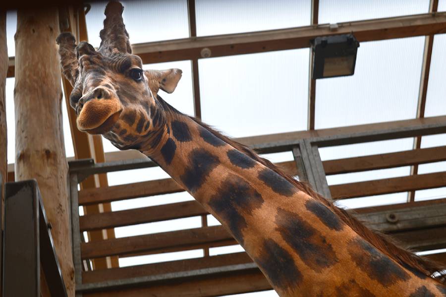 Zoologická a botanická zahrada v Plzni. Zdroj: Zoo Plzeň