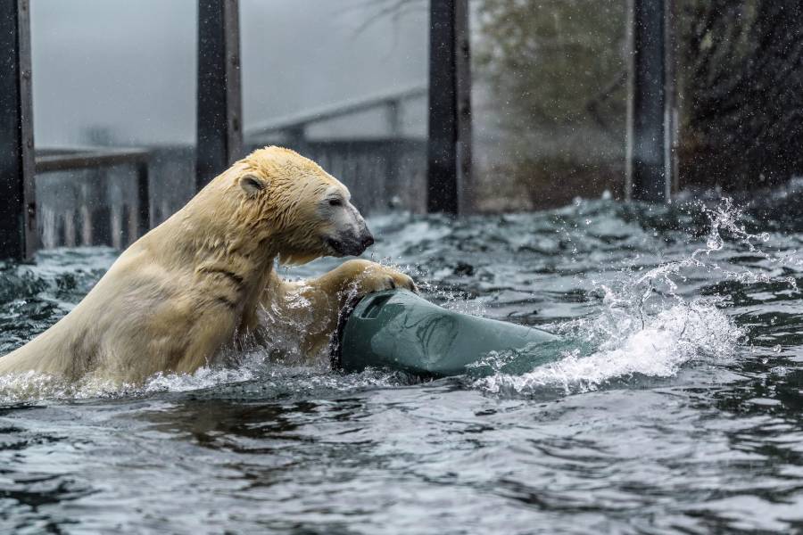 Mezinárodní den ledních medvědů. Zdroj: Zoo Praha