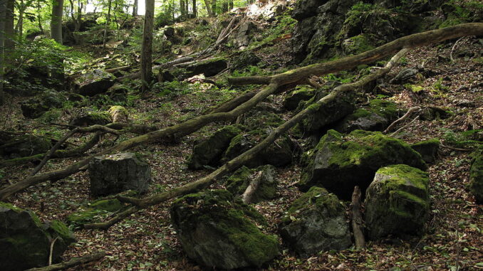 Přírodní rezervace Bělč.