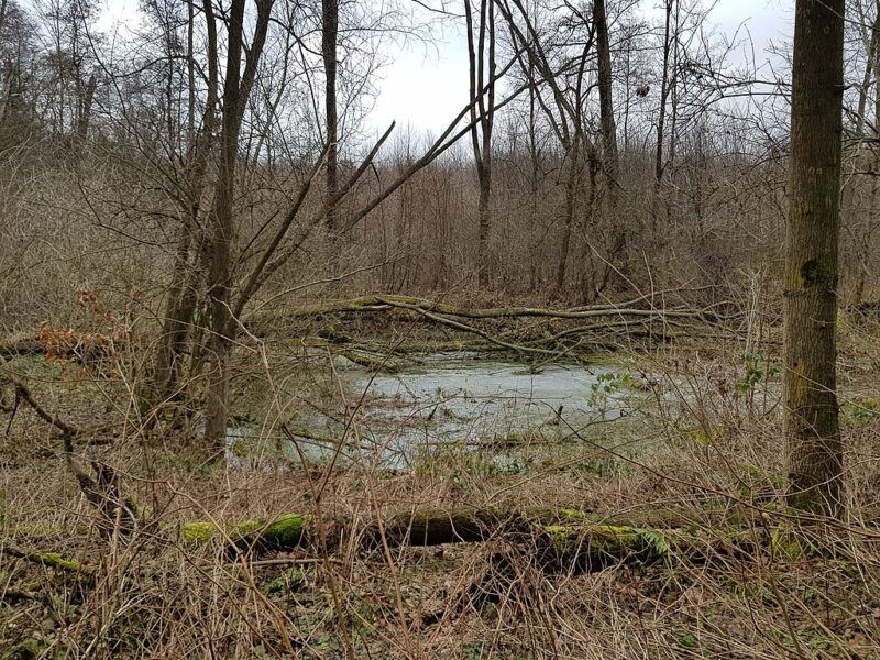 Přírodní rezervace Bařiny.