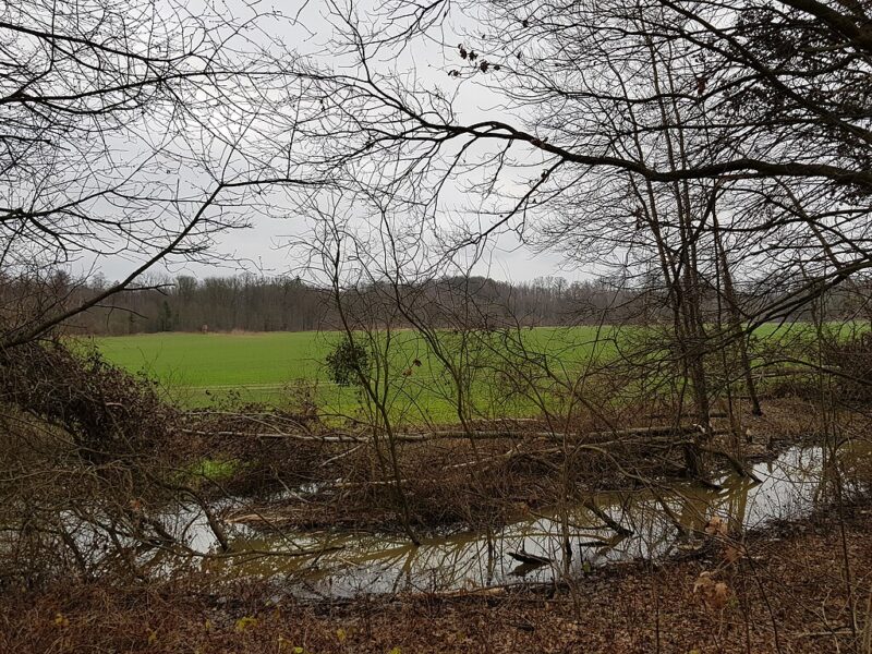 Přírodní rezervace Bařiny