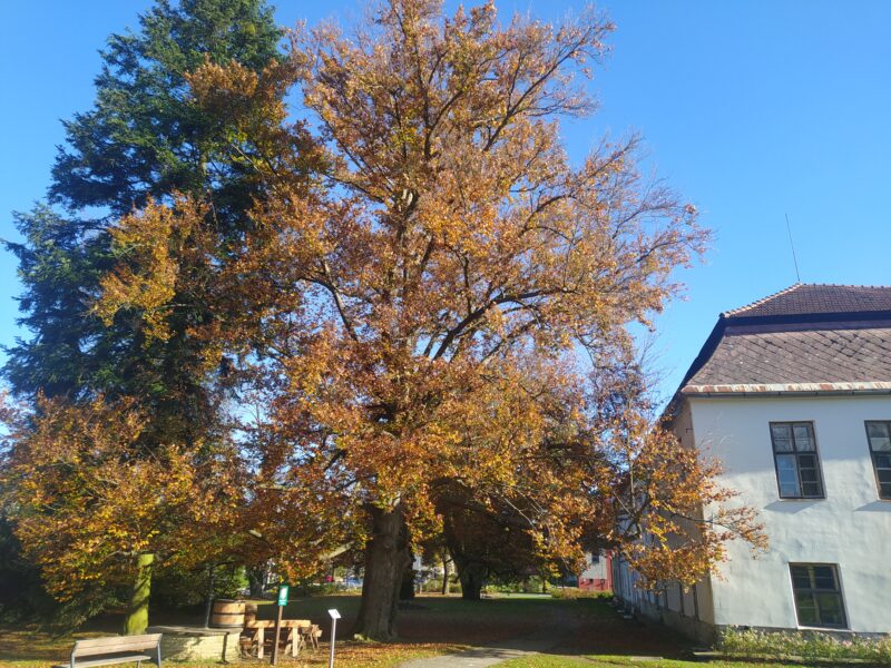 Zámek Liptál. Památný buk v parku.