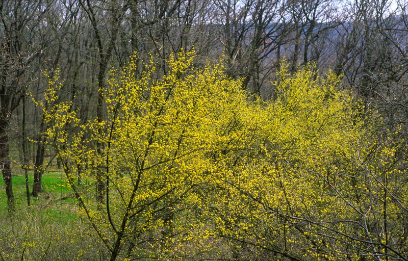 Přírodní rezervace Dřínová.