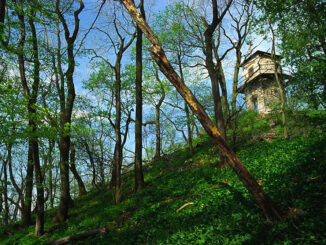 Přírodní rezervace Dřínová.