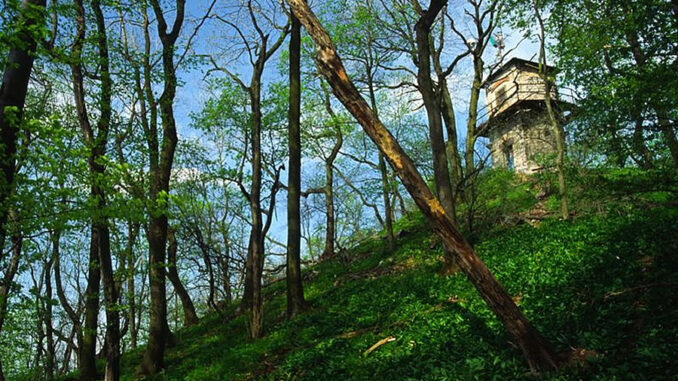 Přírodní rezervace Dřínová.