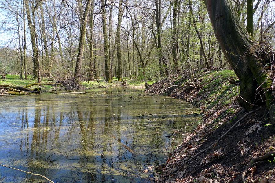 Přírodní rezervace Hrbáčkovy tůně a Budečská hráz. Foto: Petr Vilgus, CC BY 3.0. Zdroj: Wikimedia Commons