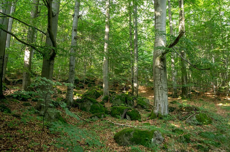 Přírodní rezervace Holina.