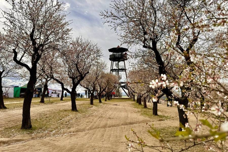 Mandloňová rozhledna. Zdroj: Město Hustopeče