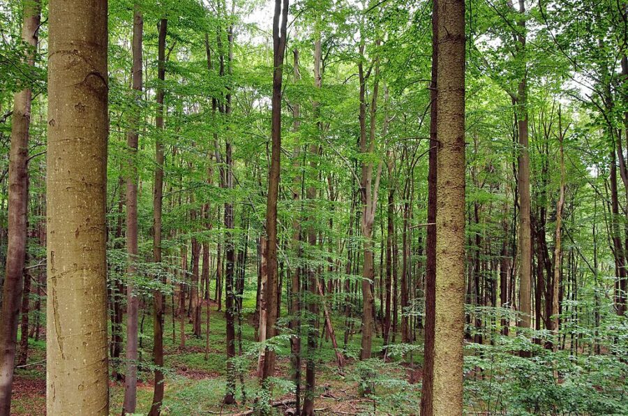 Přírodní rezervace Holina.