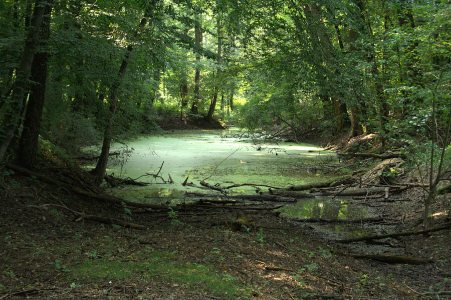 Hrbáčkovy tůně, lužní les.