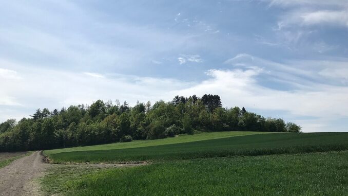 Břístevská hůra.